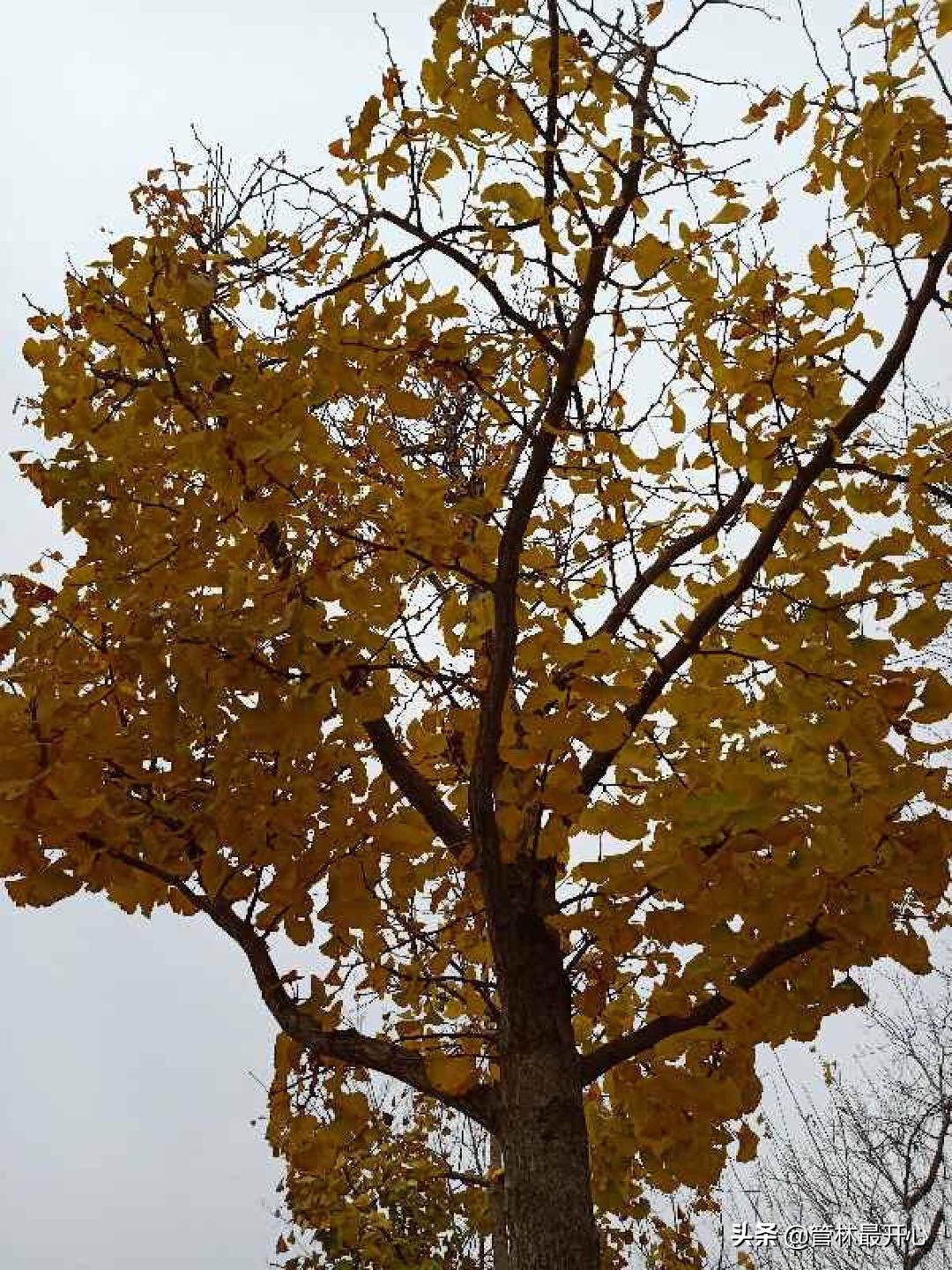 文人骚客喜欢用植物中的什么,古代文人志士喜爱哪些植物