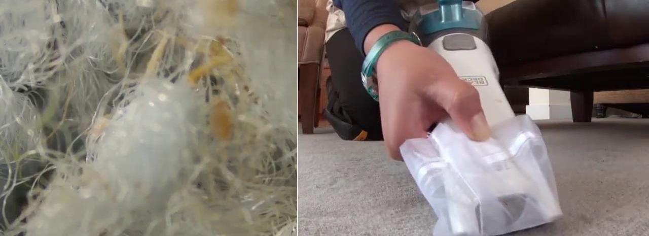 家里除螨虫最好的神器,螨虫清除神器是否能清除螨虫