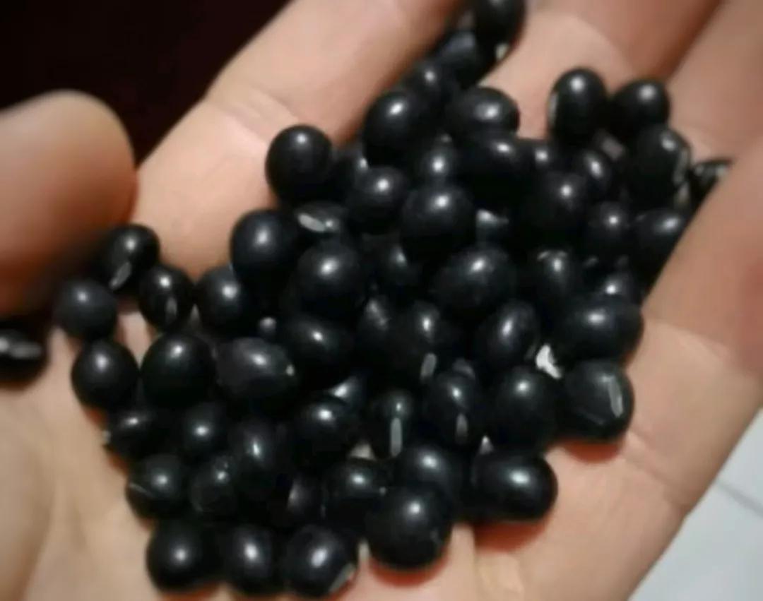 黑芝麻黑豆黑米真能白发变黑吗,黑米黑豆黑芝麻粥能让白发变黑吗