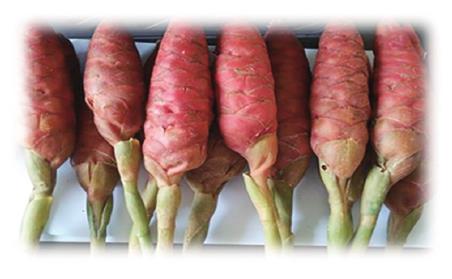 紫色的姜是什么品种,紫色姜植物