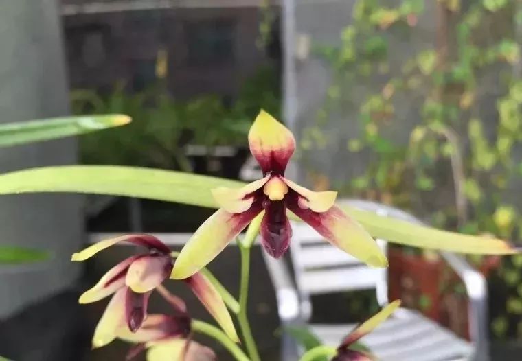 兰花淋雨好还是不淋雨好,兰花淋雨好不好
