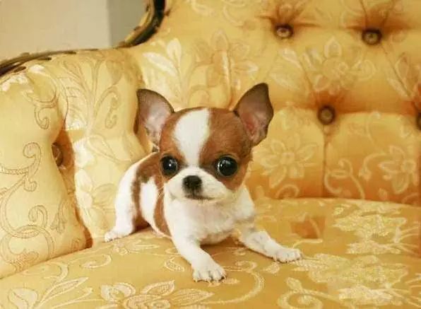 72种名犬分类介绍及图片,72种名犬及图片