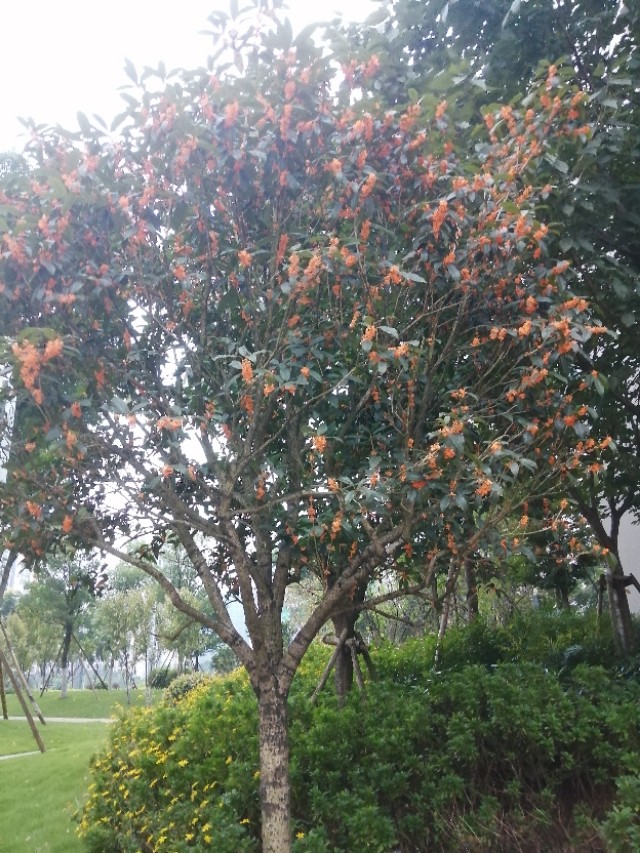 史铁生秋天的怀念经典,史铁生秋天的怀念笔记