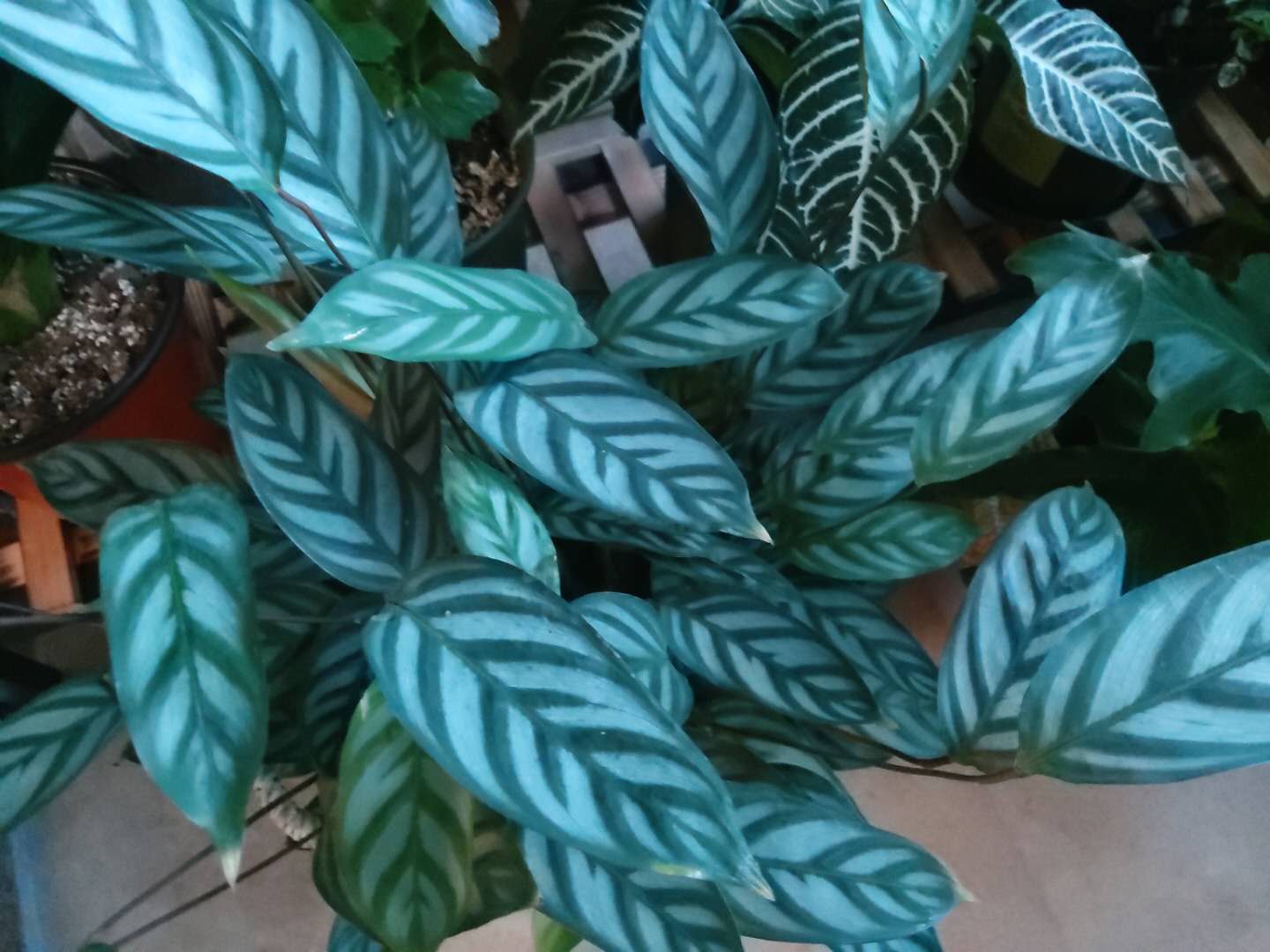 家庭”养花“，怎么选”肥？无需多用，2种“就够”