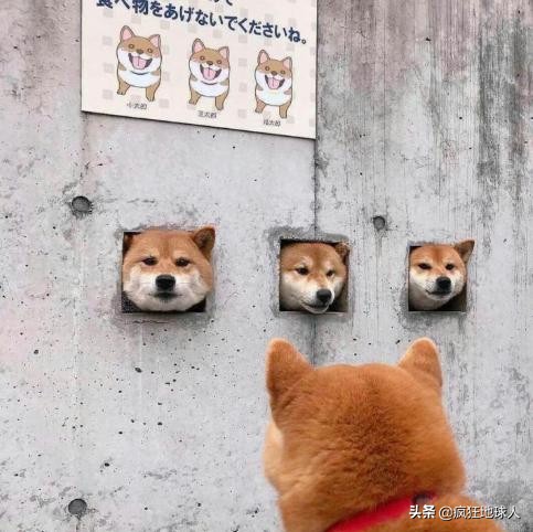 那些让你笑出眼泪的搞笑图片,50张搞笑图片总有一张能逗笑你