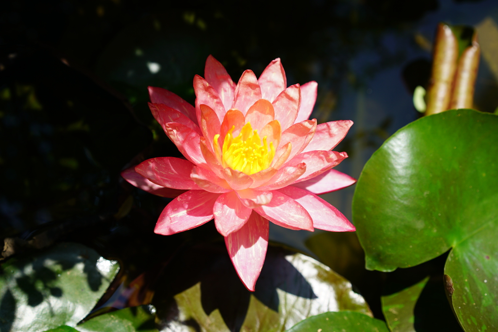 睡莲女王万维莎冬季要引入室内吗,万维莎睡莲图片大全