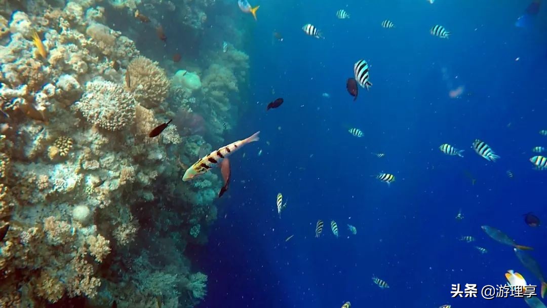 国外哪个海岛旅游可以海钓,度假海岛海钓刺激