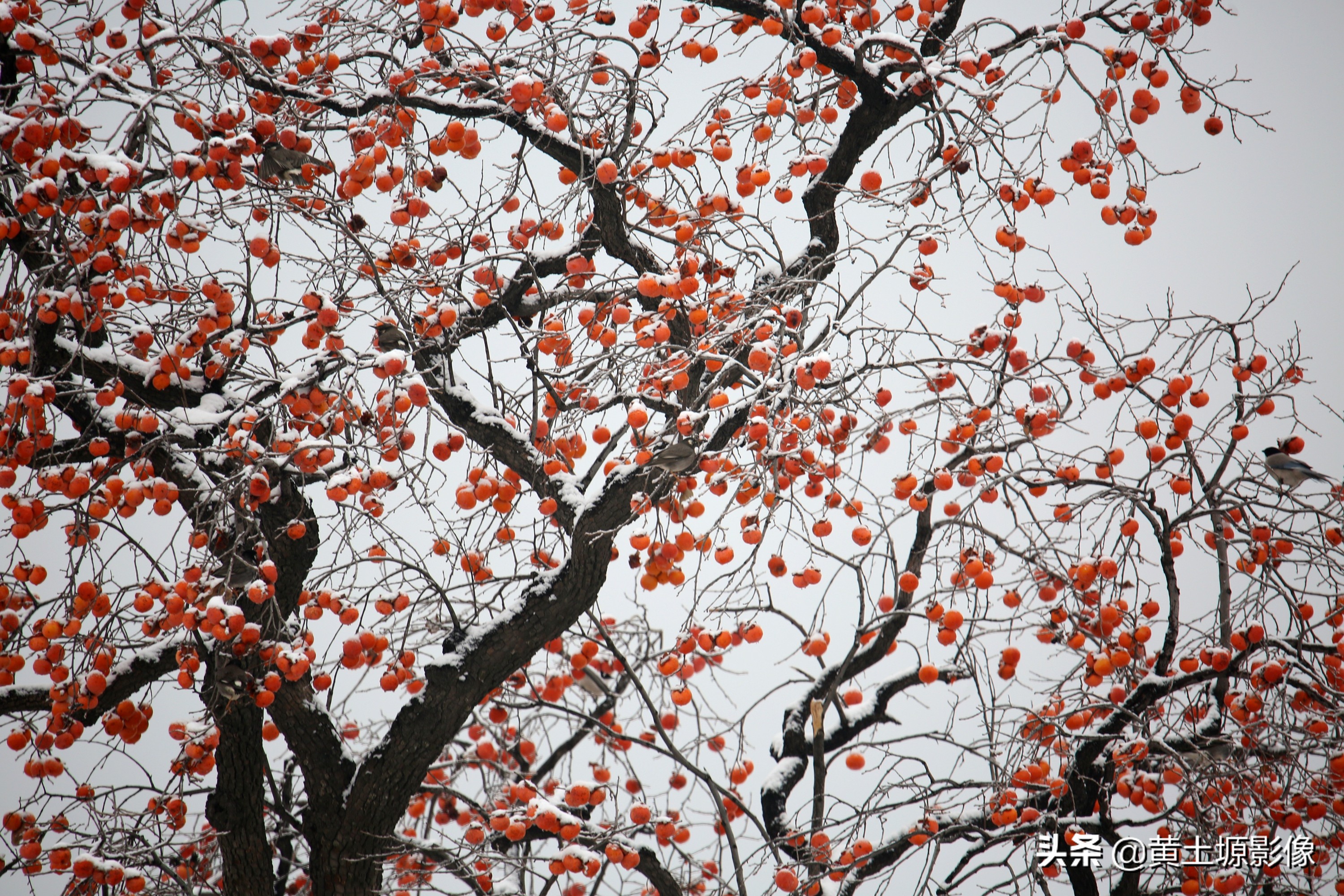 柿子树无人采摘,农村柿子下雪天也无人采摘