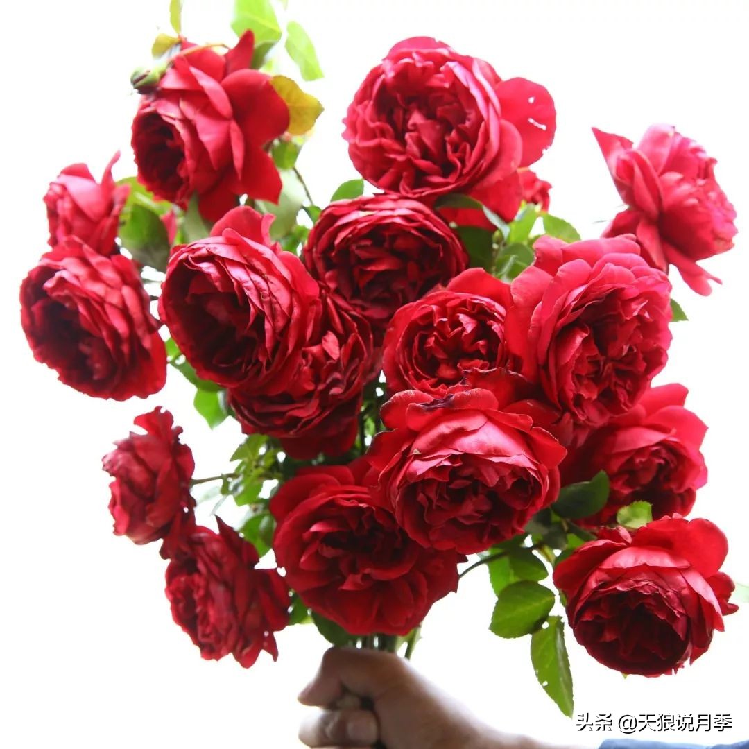 四月最浪漫的蔷薇花,最浪漫的四月花