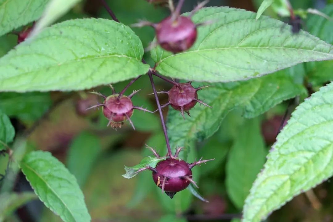 大理特点农业小镇,大理乡村发展现状和发展趋势