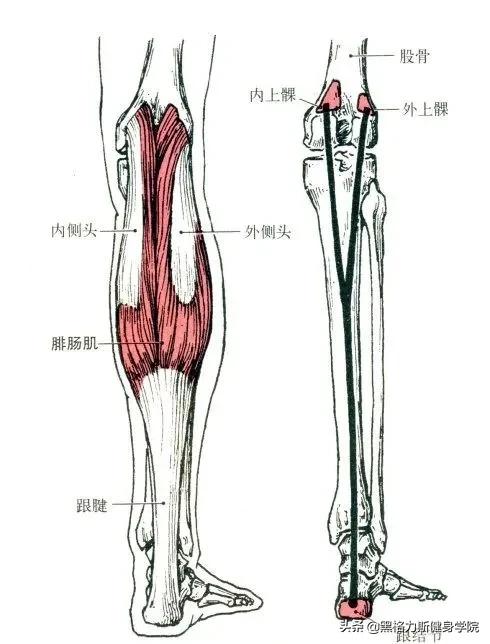 健身腿部解剖动作讲解,健身训练及肌肉解剖图谱大全