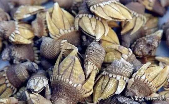 常见的鱼虾蟹等海鲜的认识,虾蟹类海鲜大全