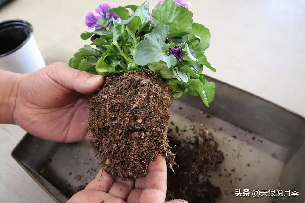 三色堇花卉盆栽,四季开花盆栽三色堇