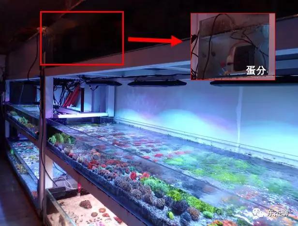 海缸推荐用什么过滤器,海缸用哪种过滤最好