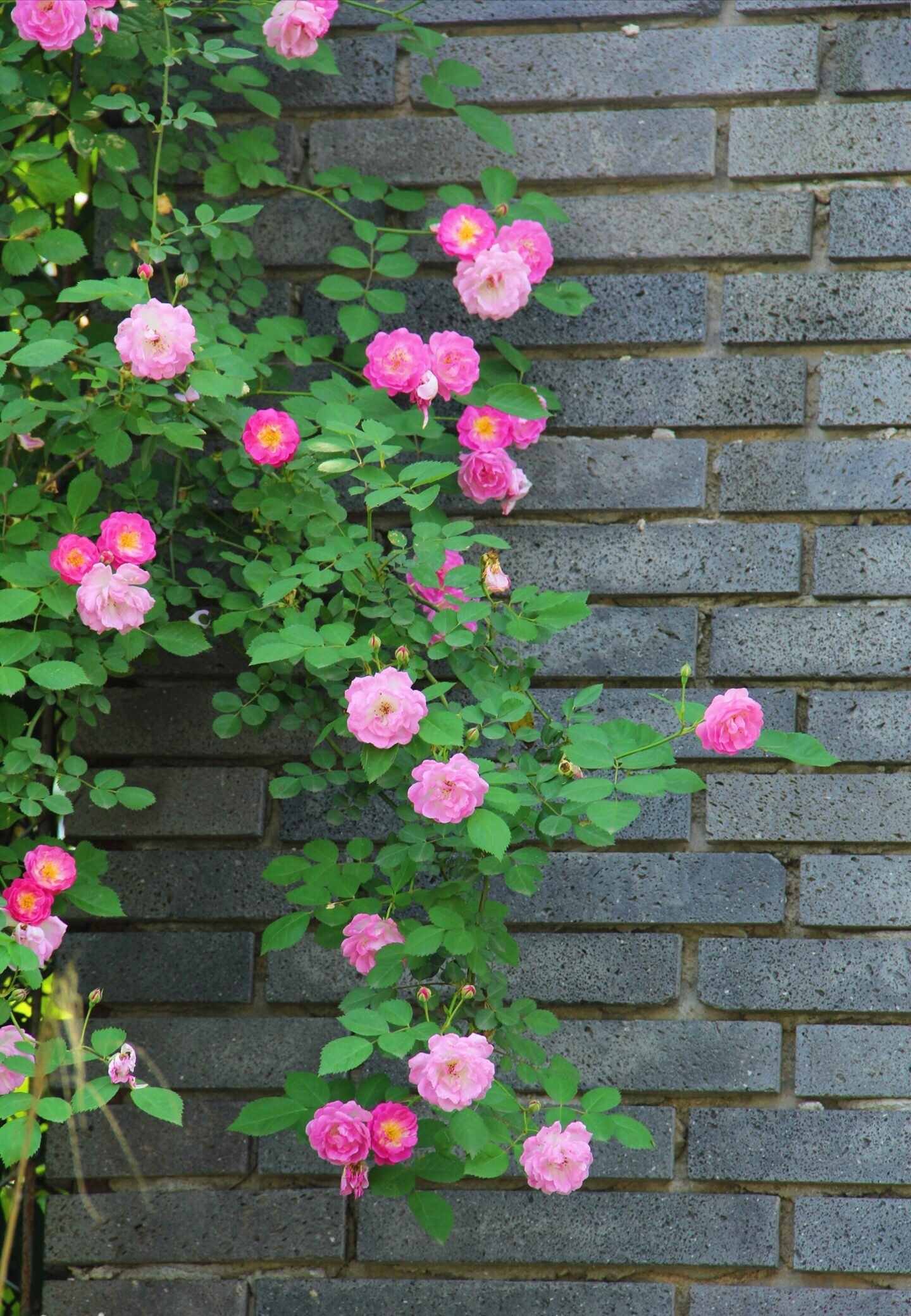 藤本蔷薇花的种植栽培方法,藤本蔷薇花架