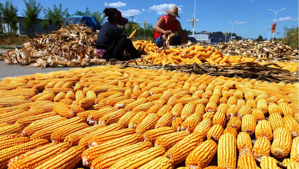 玉米淀粉和红薯淀粉哪个更好,淀粉是玉米淀粉还是红薯淀粉好