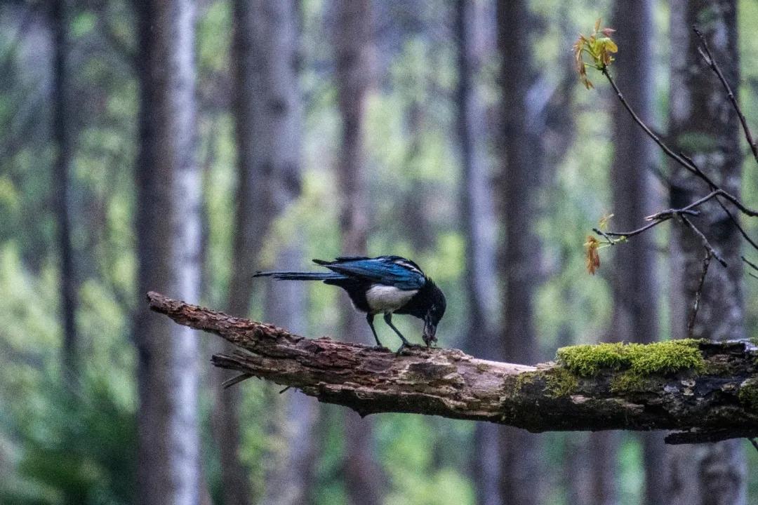 陕西秦岭最美的小城在哪里,秦岭深处的小县城暗藏着绝美秋色