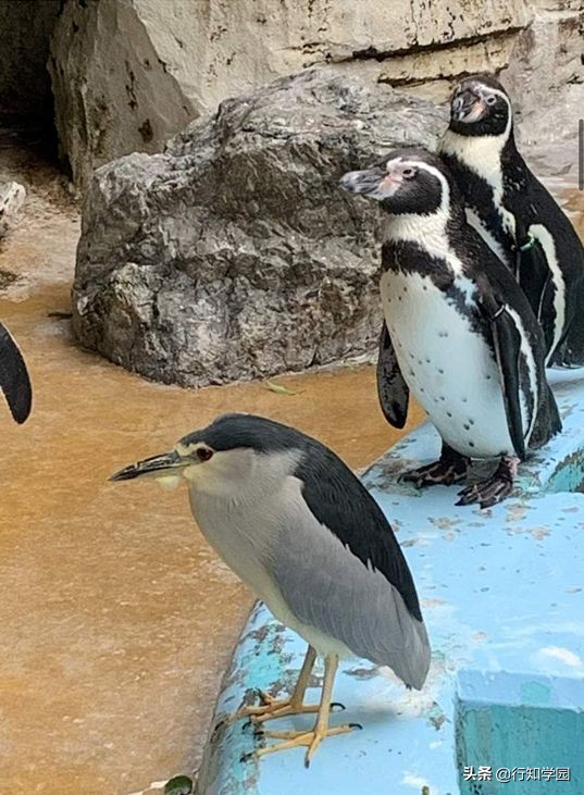 夜鹭吃鸭子,夜鹭混进企鹅