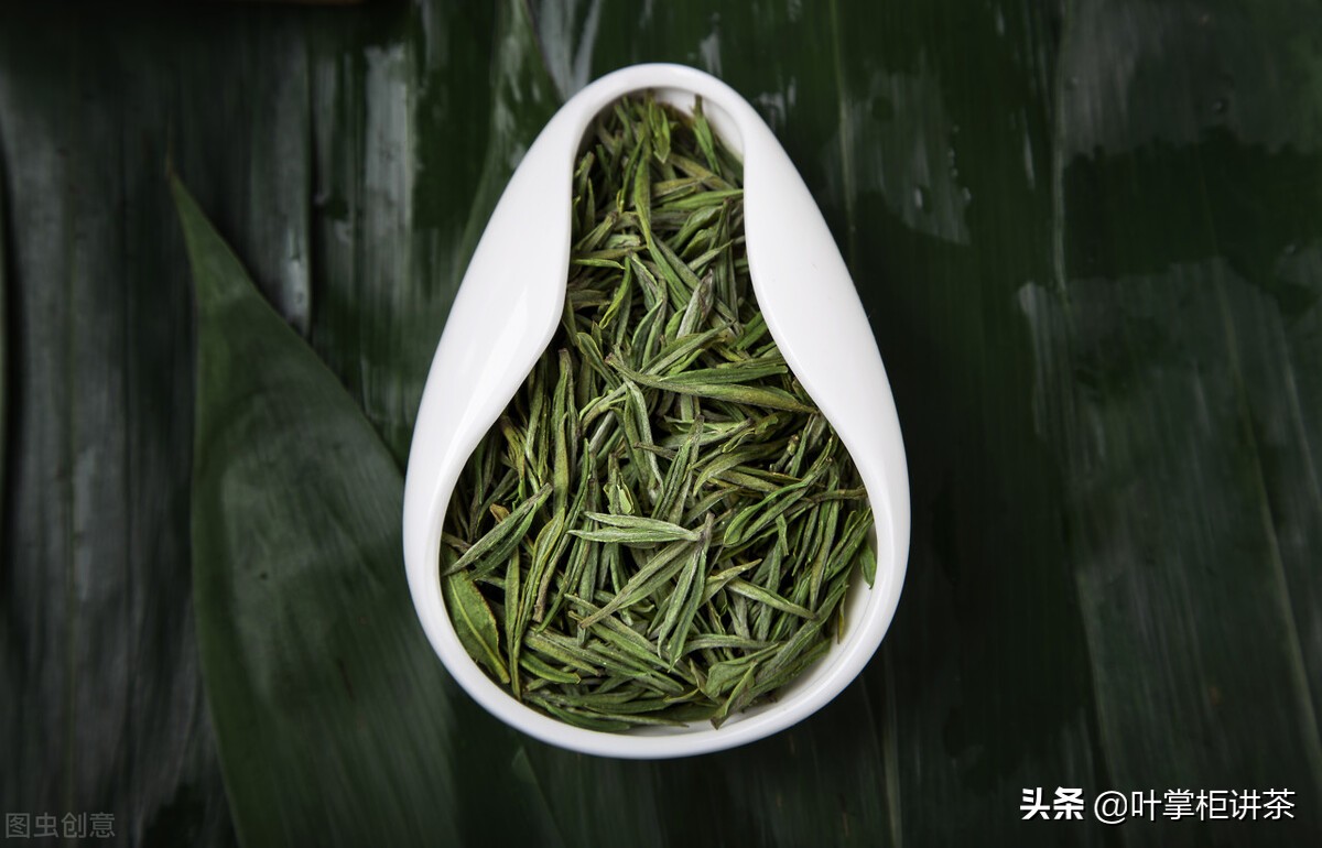 安吉白茶与福鼎白茶有什么区别,安吉白茶是什么茶