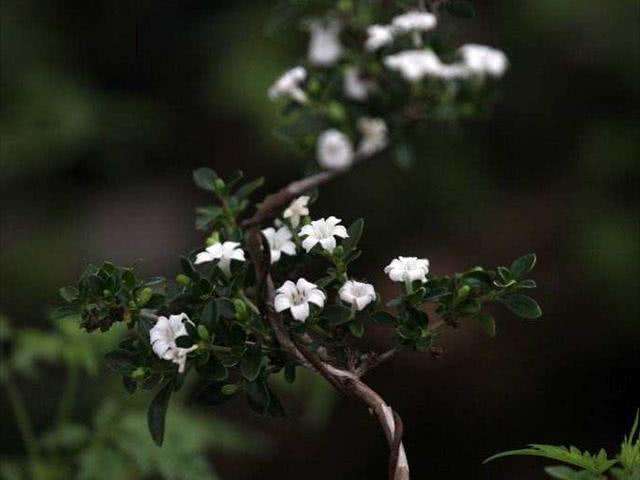 每天认识一种植物六月雪,每天很用心分享认识的植物