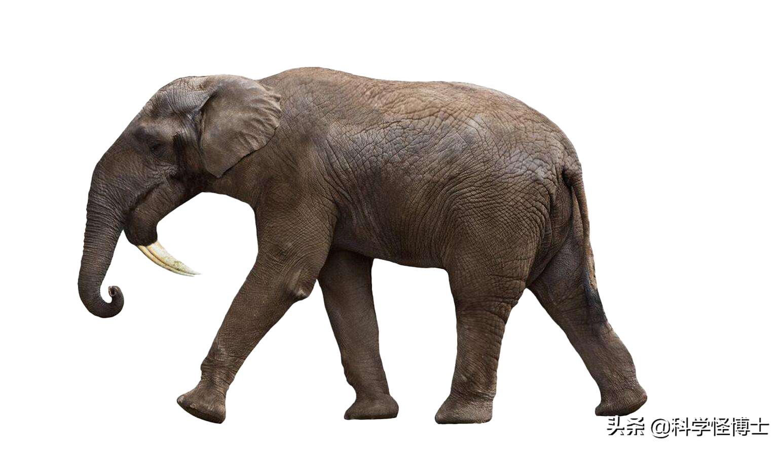 为什么猛犸象灭绝而大象没有,大象在历史上存活了多久