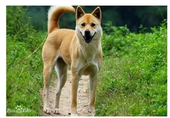 狗狗的品种大全,汪汪队狗狗品种