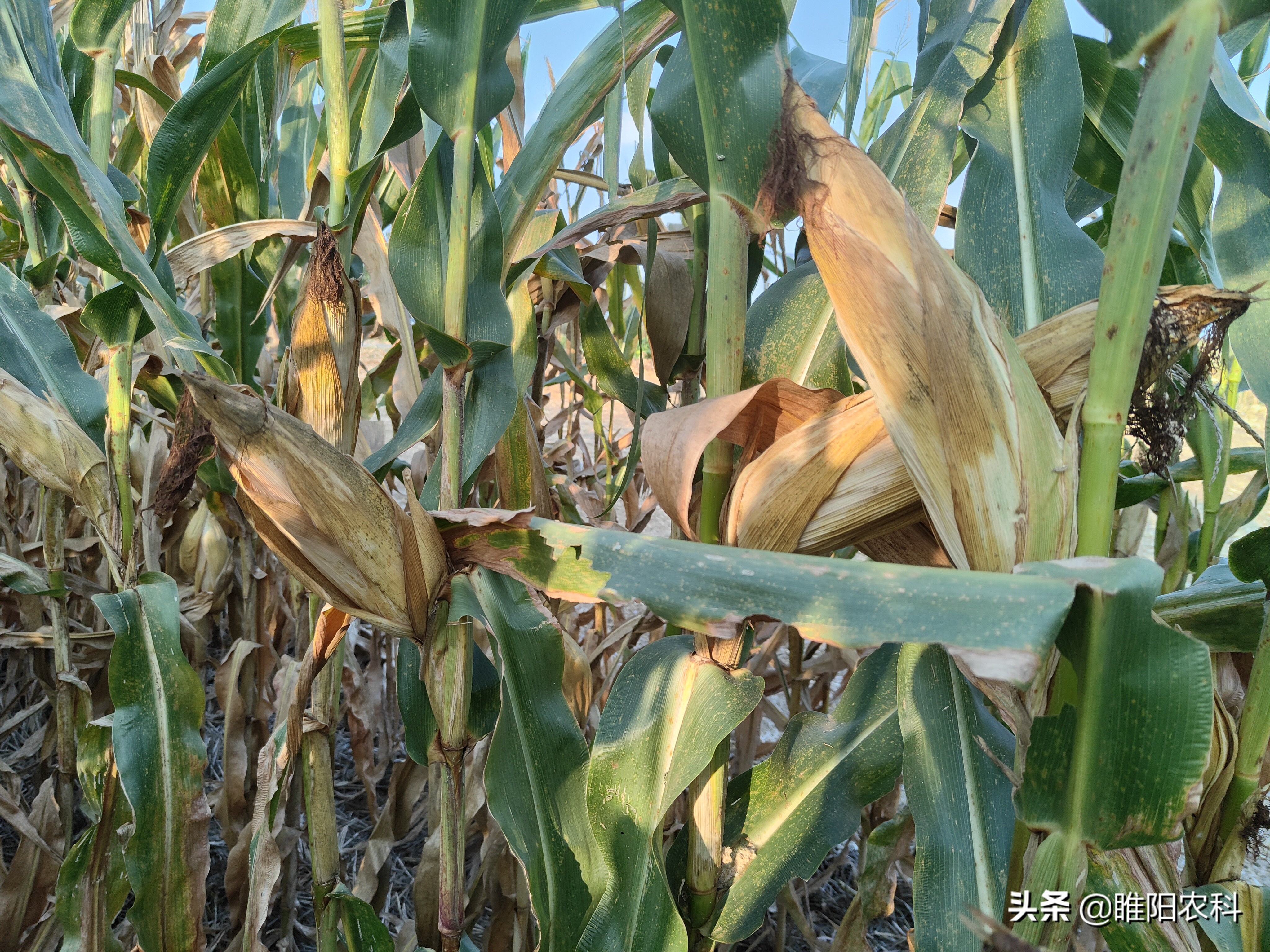 最高产量的玉米新品种,最高亩产的玉米品种