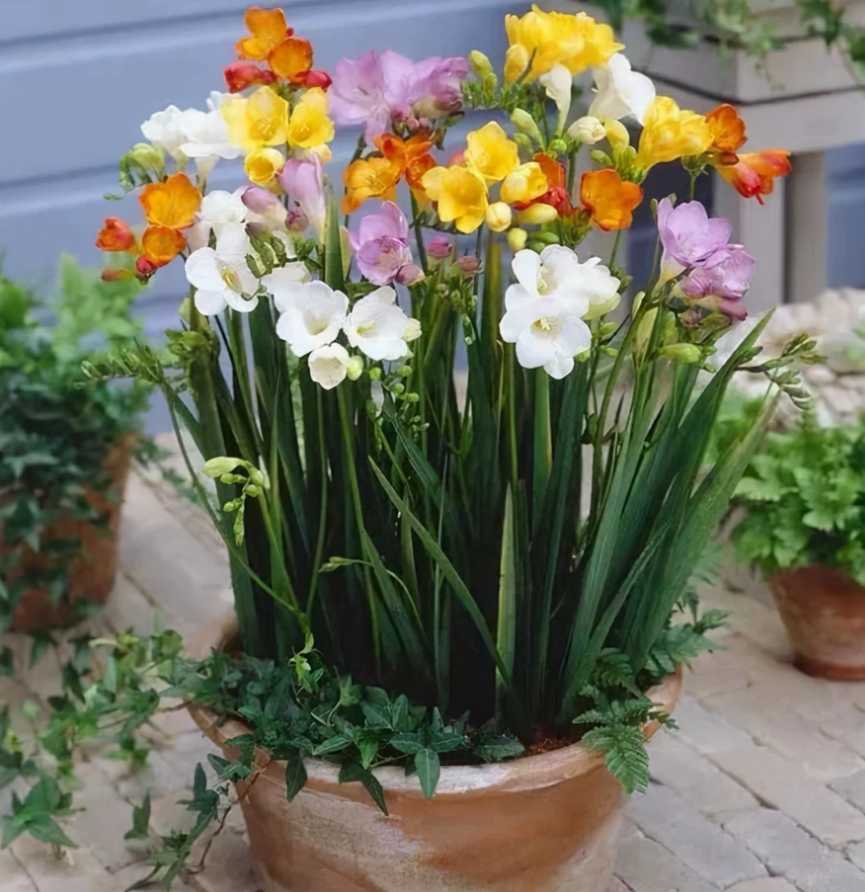什么香水花最香最好养,好闻好养适合在卧室养的香水花