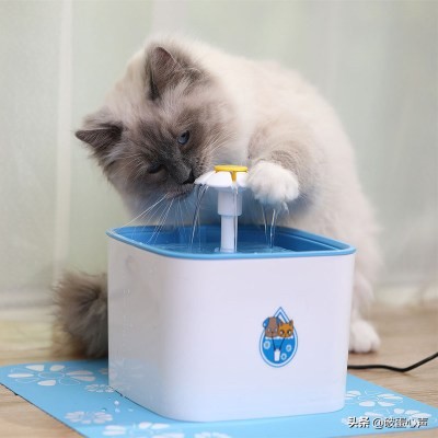 猫咪膀胱炎什么原因引起的,猫咪膀胱炎是怎么引起的