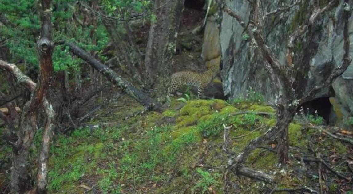 首次发现野生金钱豹,四川惊现野生金钱豹是真的吗