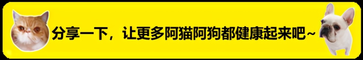 如何在家给狗狗拉毛,如何在家给狗狗补水