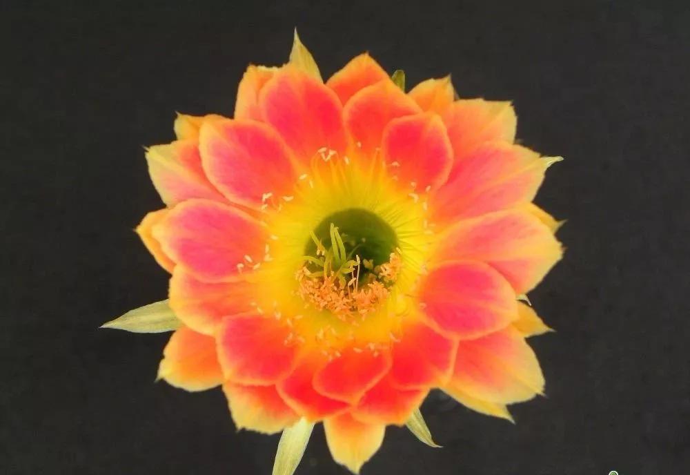 100种仙人球开花图鉴，平时丑丑的它们，开起花来，惊艳