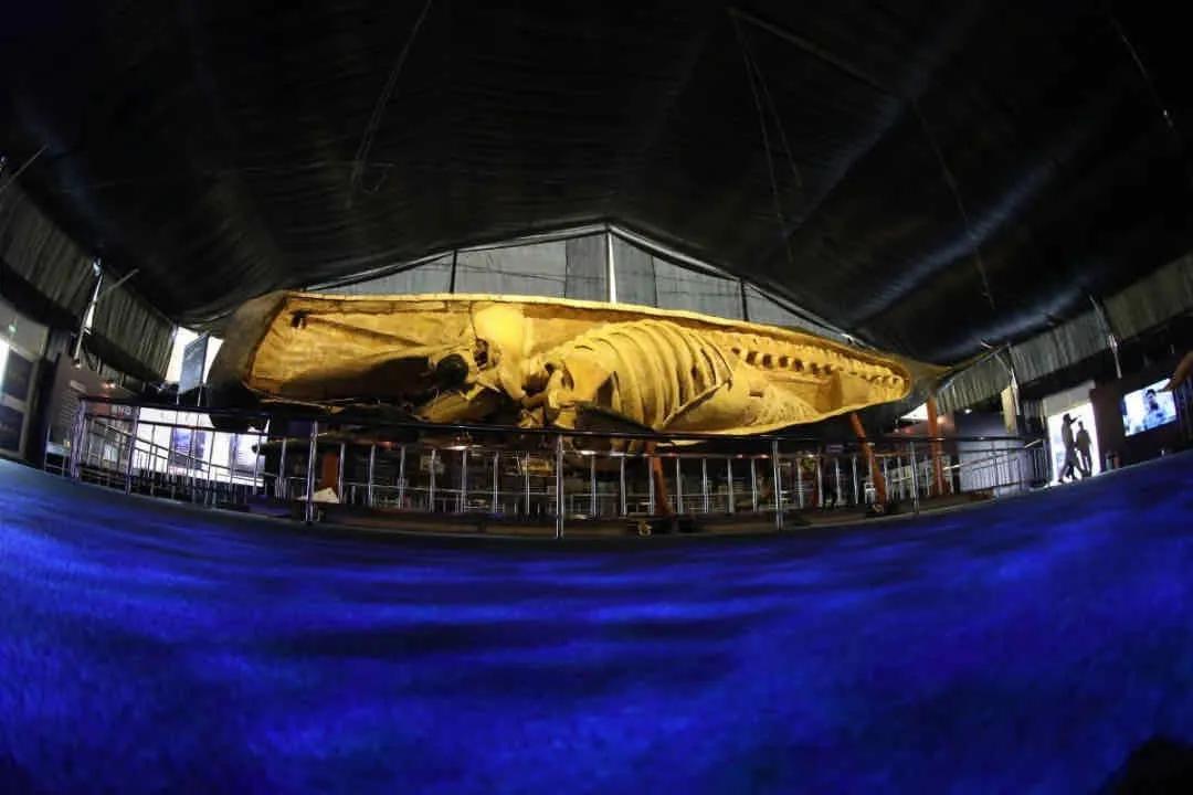 大连景点什么时间恢复开放,大连即将开放的景区图片