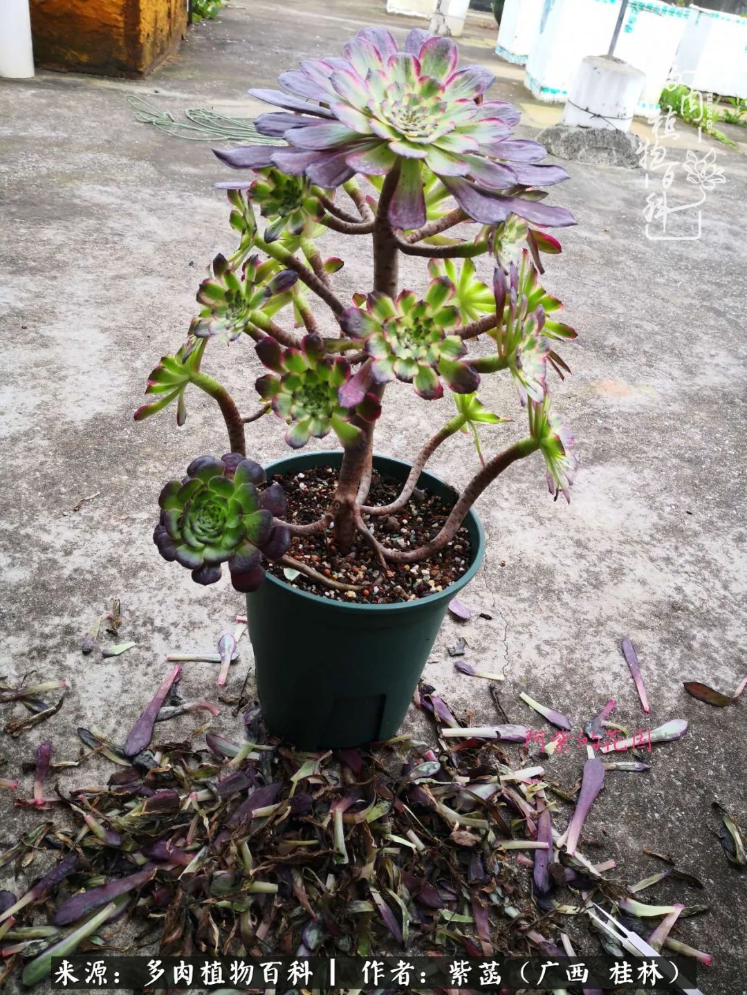 如何在夏天买的多肉度夏,多肉度夏好帮手