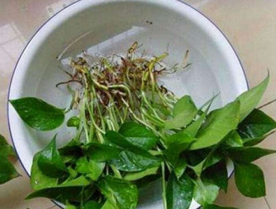 室内水培养花技巧与方法,水培养花哪种最好养