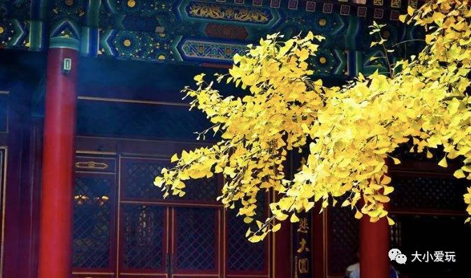 北京12处绝美的银杏林赏叶指南,北京银杏观赏地