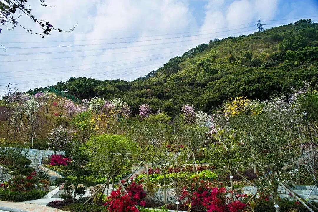 深圳花海公园地址在哪里,深圳中心河公园花海