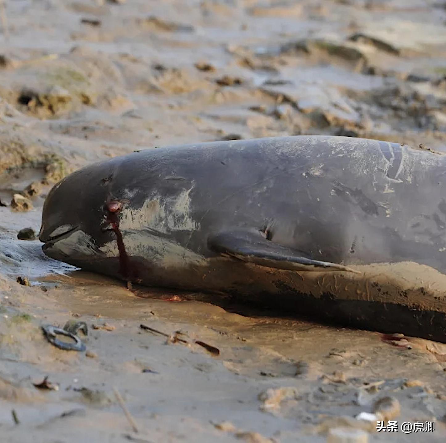 长江江豚死亡最新消息,今年长江江豚灭绝没