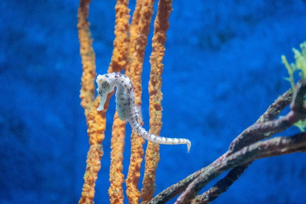 珠海长隆旅游攻略一天自由行,珠海长隆旅游攻略三天自由行