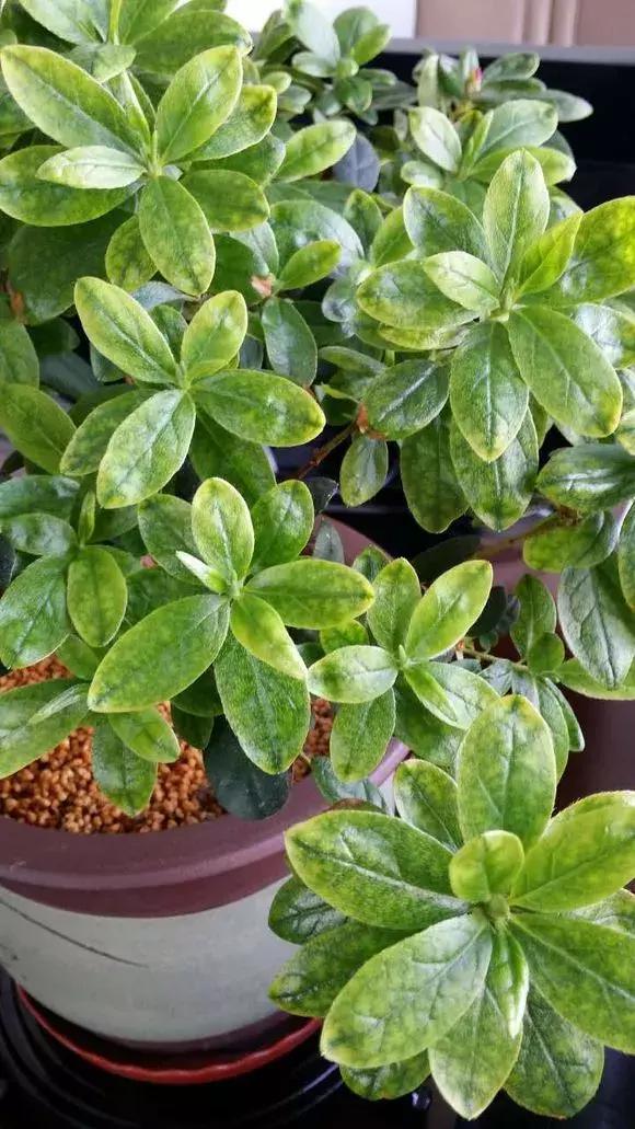 绿萝如何养才能活得更茂盛,养绿萝只需2个技巧