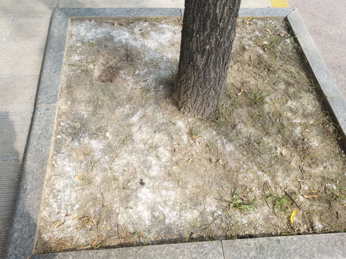 如何调节盆栽植物的土壤酸碱度,如何调整绿植土壤酸碱度