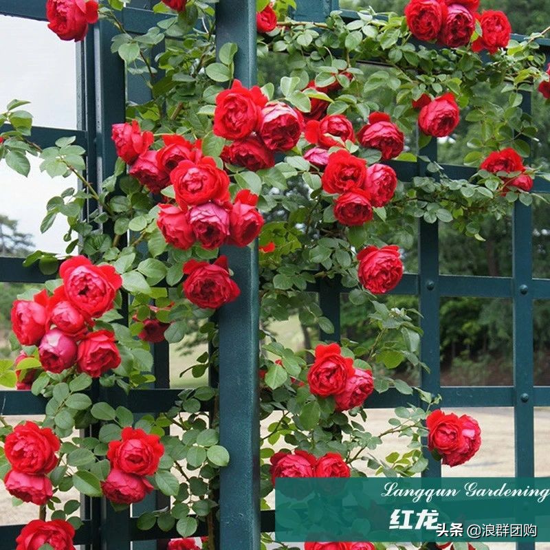 月季哪些品种大花又香,月季哪些品种花期长耐阴耐寒耐旱