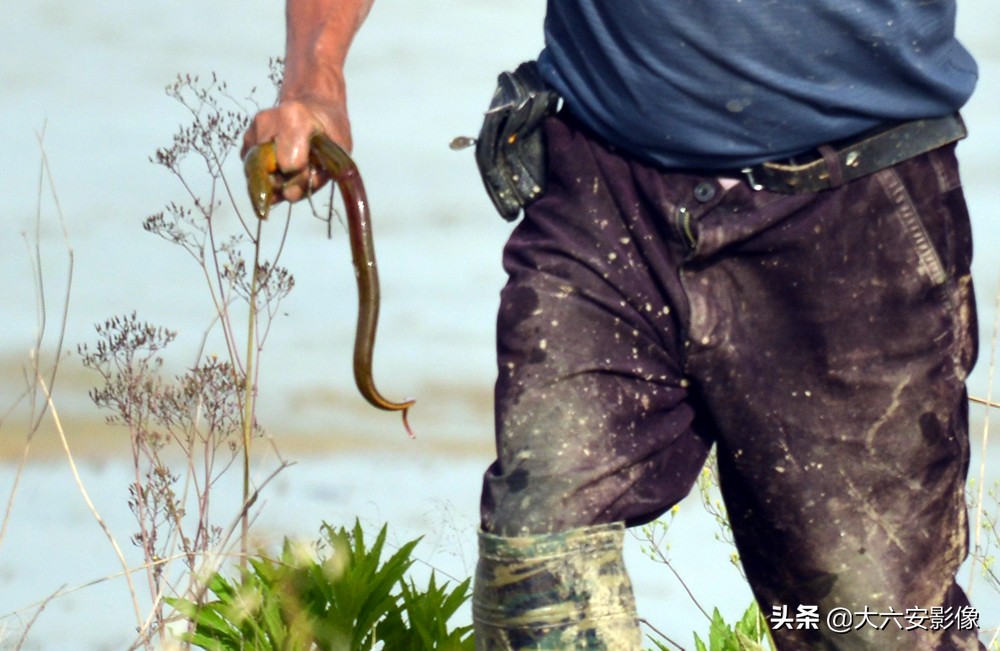 农村田里夜晚抓黄鳝,乡野农村抓黄鳝视频