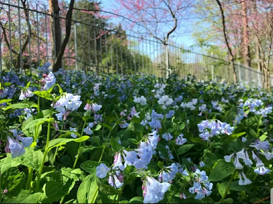 芳踪难觅濒危花！清新治愈篇：沙漠高原是吾家，豹子花的春天来了