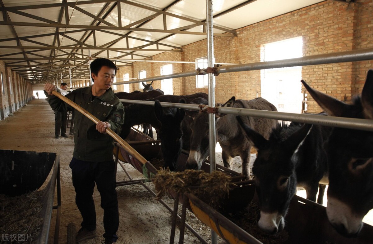 2022适合白手起家的10个创业项目,适合农村人创业的100个项目