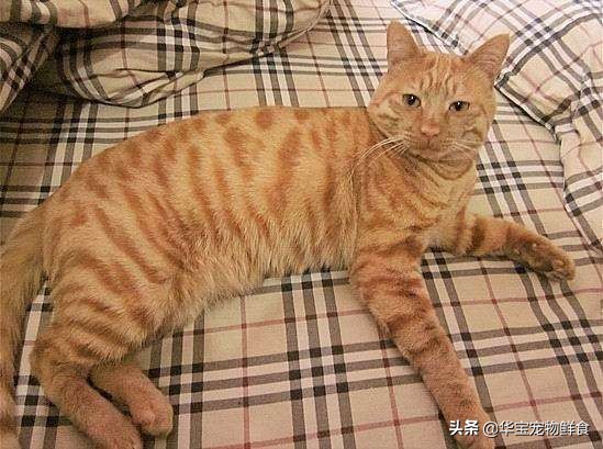 十大最受欢迎的宠物猫品种排行榜,常见的宠物猫的品种大全及图片