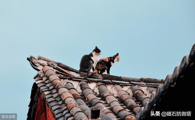 一只猫是如何影响皇位的继承？古代养猫那些事