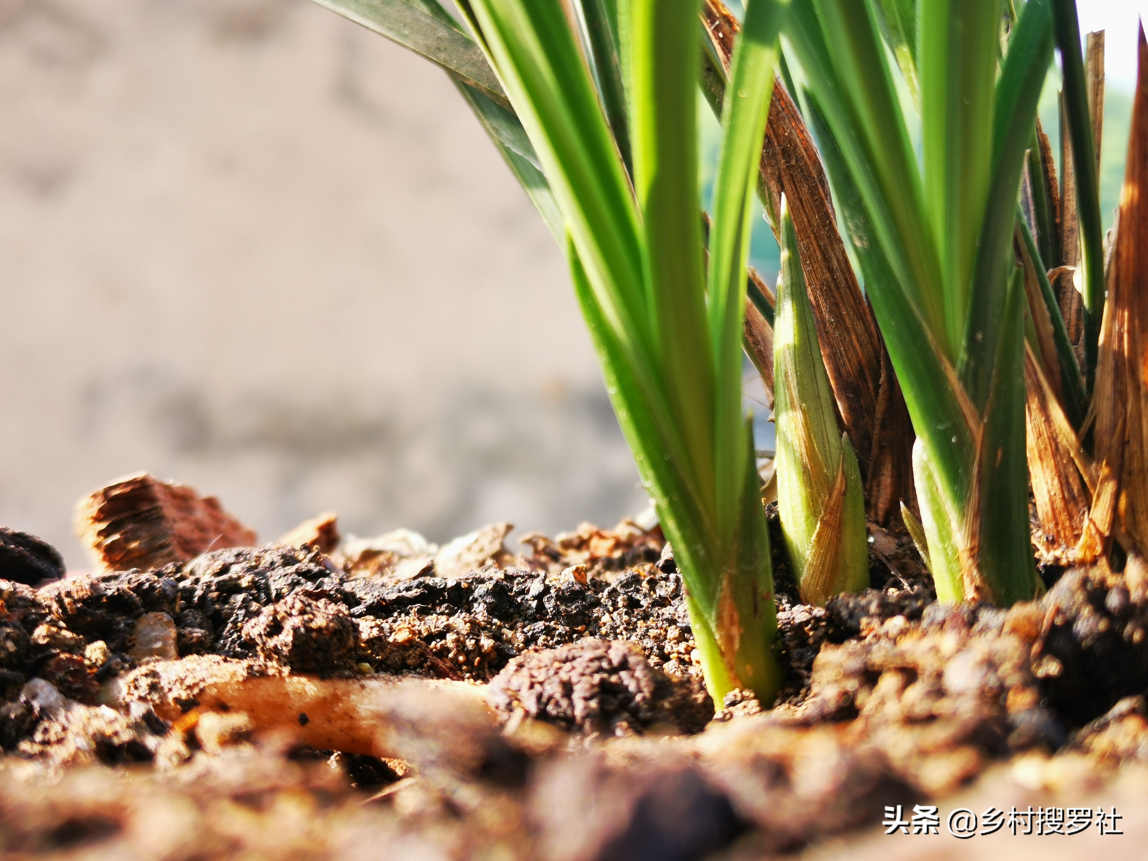 兰花有花苞开花前怎么养,兰花有花苞后如何养护和管理