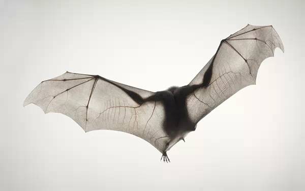 近年来濒危的野生动物有哪些,濒临灭绝的珍稀野生动物