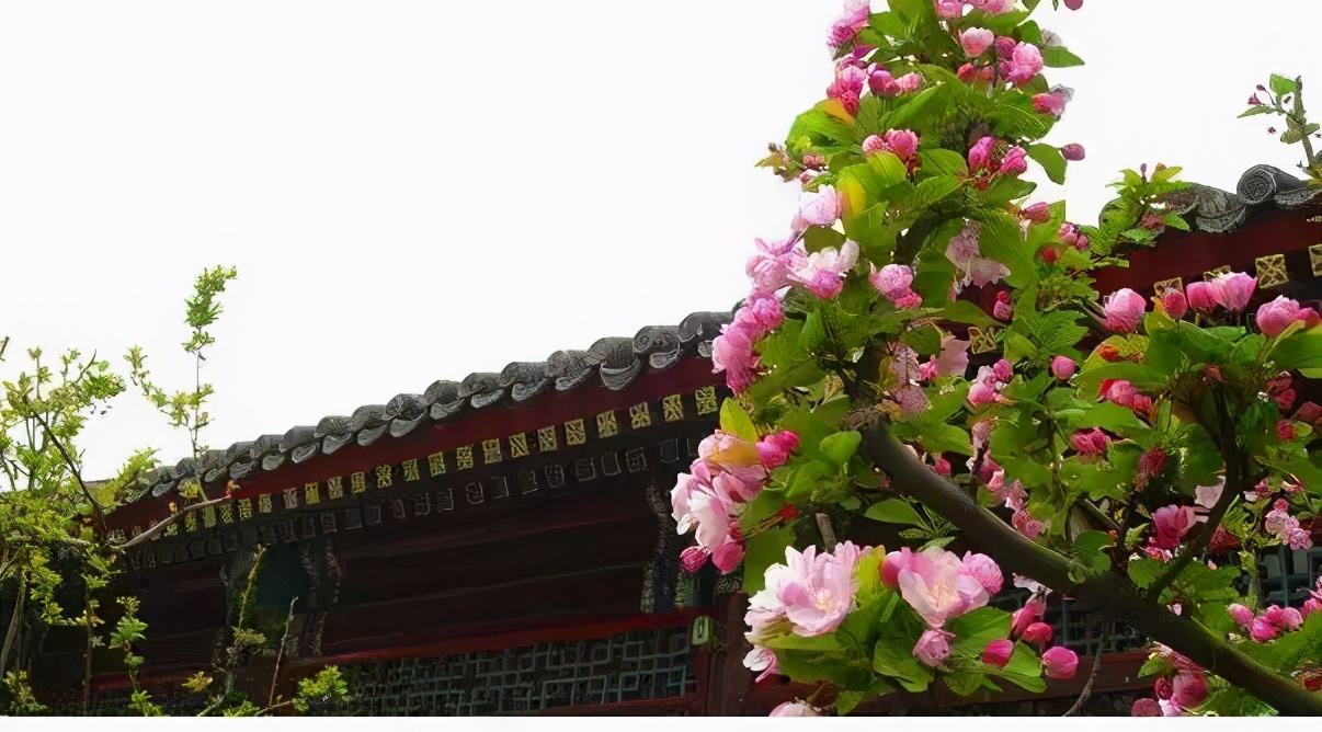 从为中华之崛起而读书到海棠花开，周总理两袖清风殚精竭虑的一生